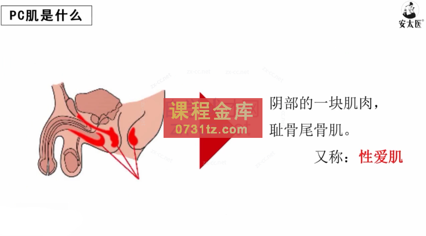 男性坚挺持久的秘诀——PC肌训练法
